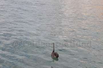 Un cisne le toma el pulso a las aguas de Melenara-Telde (Foto TA)