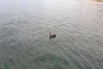 Un cisne le toma el pulso a las aguas de Melenara-Telde (Foto TA)