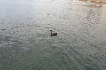 Un cisne le toma el pulso a las aguas de Melenara-Telde (Foto TA)