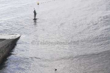 Un cisne le toma el pulso a las aguas de Melenara-Telde (Foto TA)