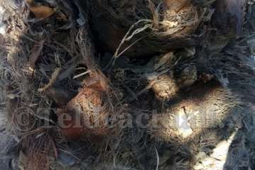 Aliviando la sed de las palmeras en Las Huesas-Telde (Foto TA)