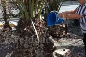 Aliviando la sed de las palmeras en Las Huesas-Telde (Foto TA)
