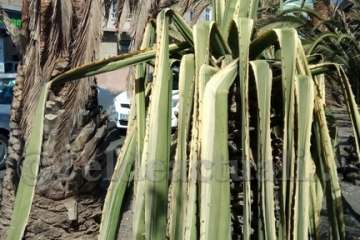 Aliviando la sed de las palmeras en Las Huesas-Telde (Foto TA)