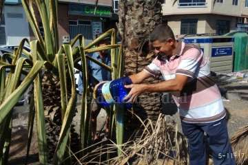 Aliviando la sed de las palmeras en Las Huesas-Telde (Foto TA)