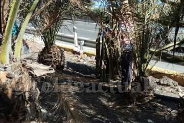 Aliviando la sed de las palmeras en Las Huesas-Telde (Foto TA)