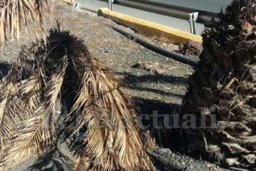 Aliviando la sed de las palmeras en Las Huesas-Telde (Foto TA)