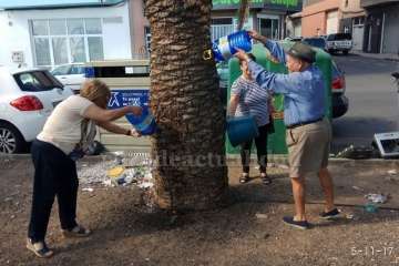 Aliviando la sed de las palmeras en Las Huesas-Telde (Foto TA)