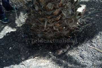 Aliviando la sed de las palmeras en Las Huesas-Telde (Foto TA)