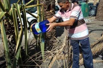 Aliviando la sed de las palmeras en Las Huesas-Telde (Foto TA)