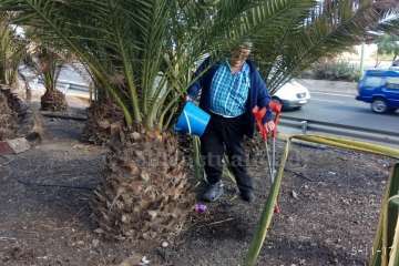 Aliviando la sed de las palmeras en Las Huesas-Telde (Foto TA)