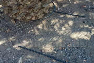 Aliviando la sed de las palmeras en Las Huesas-Telde (Foto TA)