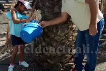 Aliviando la sed de las palmeras en Las Huesas-Telde (Foto TA)