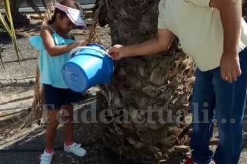 Aliviando la sed de las palmeras en Las Huesas-Telde (Foto TA)