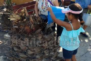 Aliviando la sed de las palmeras en Las Huesas-Telde (Foto TA)