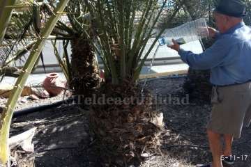 Aliviando la sed de las palmeras en Las Huesas-Telde (Foto TA)