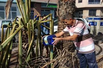 Aliviando la sed de las palmeras en Las Huesas-Telde (Foto TA)