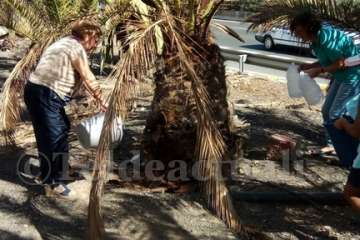 Aliviando la sed de las palmeras en Las Huesas-Telde (Foto TA)
