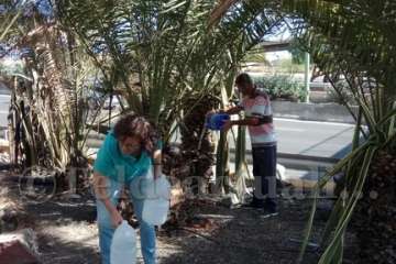 Aliviando la sed de las palmeras en Las Huesas-Telde (Foto TA)