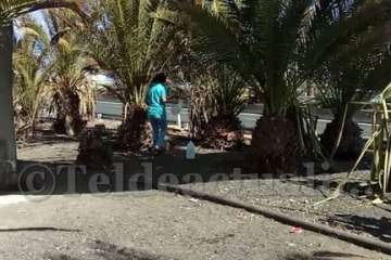 Aliviando la sed de las palmeras en Las Huesas-Telde (Foto TA)