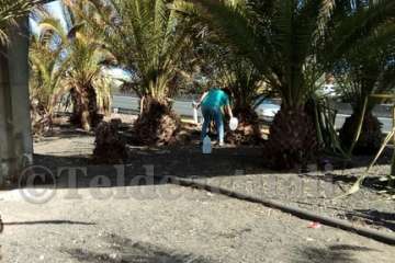 Aliviando la sed de las palmeras en Las Huesas-Telde (Foto TA)