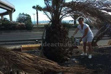 Aliviando la sed de las palmeras en Las Huesas-Telde (Foto TA)
