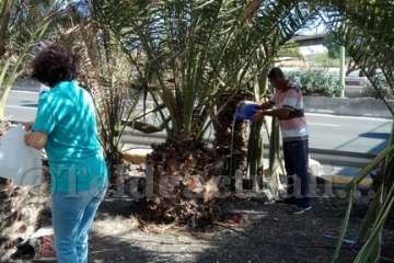 Aliviando la sed de las palmeras en Las Huesas-Telde (Foto TA)