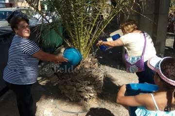 Aliviando la sed de las palmeras en Las Huesas-Telde (Foto TA)