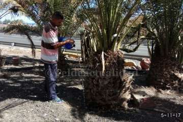 Aliviando la sed de las palmeras en Las Huesas-Telde (Foto TA)