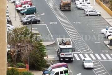 El viento también derribo un árbol en el Valle de Jinámar (Foto TA)