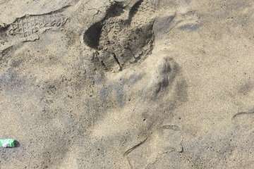 Usuarios advierten de finas manchas de alquitrán en La Garita-Telde (Foto TA)