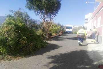 Poda en El Palmital Bajo para evitar inseguridad a los vecinos (Foto TA)