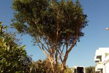 Poda en El Palmital Bajo para evitar inseguridad a los vecinos (Foto TA)