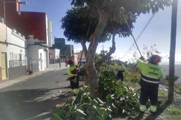 Poda en El Palmital Bajo para evitar inseguridad a los vecinos (Foto TA)