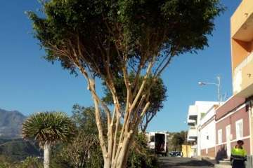 Poda en El Palmital Bajo para evitar inseguridad a los vecinos (Foto TA)