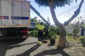Poda en El Palmital Bajo para evitar inseguridad a los vecinos (Foto TA)