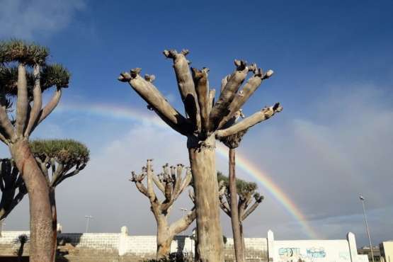 Arcoíris en el cielo de Telde en el día de Reyes (Foto Gumersindo Hernández y Darío Benítez)