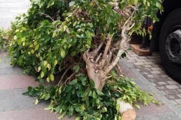 Parques y Jardines sustituye los árboles de Poeta Fernando González por arbustos de porte medio (Foto TA)