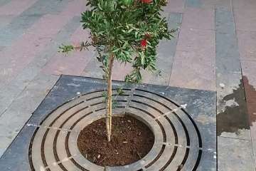 Parques y Jardines sustituye los árboles de Poeta Fernando González por arbustos de porte medio (Foto TA)