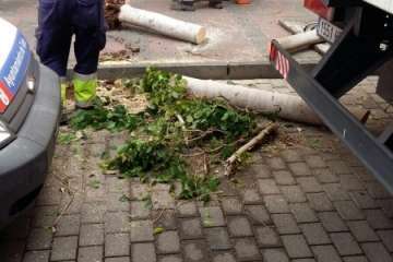 Parques y Jardines sustituye los árboles de Poeta Fernando González por arbustos de porte medio (Foto TA)