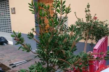 Parques y Jardines sustituye los árboles de Poeta Fernando González por arbustos de porte medio (Foto TA)