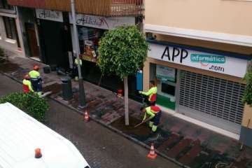 Parques y Jardines sustituye los árboles de Poeta Fernando González por arbustos de porte medio (Foto TA)
