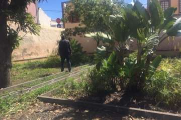 Nueva acción de choque para limpiar los jardines de la Casa Condal de Telde (Foto TA)