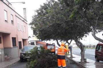 Caída de un árbol en El Goro (Foto TA)