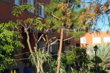 Los bomberos, actuando esta tarde en un residencial del Callejón del Castillo (Foto TA)