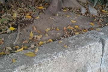 Árboles nocivos en Telde (Foto TA)