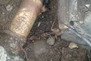 Árboles nocivos en Telde (Foto TA)