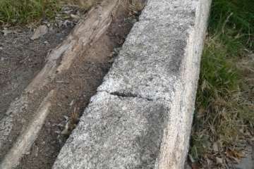 Árboles nocivos en Telde (Foto TA)