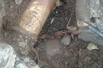 Árboles nocivos en Telde (Foto TA)