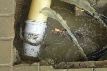 Árboles nocivos en Telde (Foto TA)