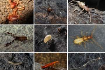 Especies subterraÌneas maÌs frecuentes en la Mina de La Federica (Foto TA)